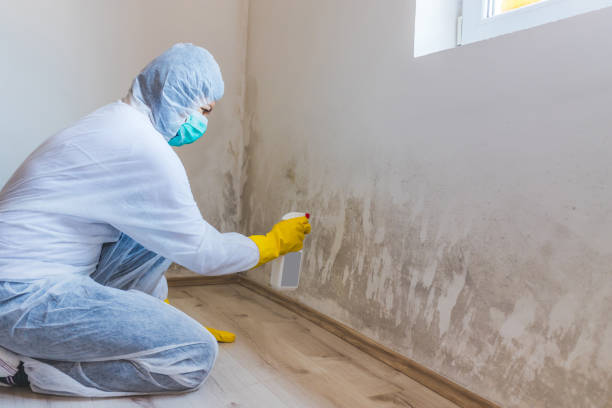 Mold Testing and Removal in Kalona, IA